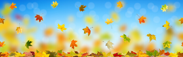 Wall Mural - Autumn maple leaves falling down on natural background.