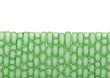 Plant Cells,Tissue Pattern on White Background - Vector Illustration
