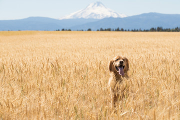 golden retriever dog in wheat field