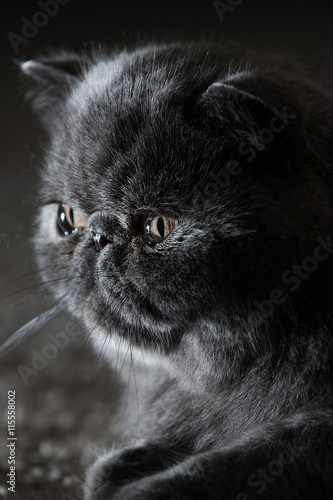 Grey Short Haired Persian Cat Buy This Stock Photo And Explore
