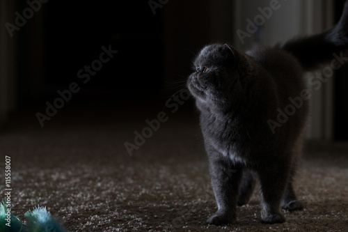 Grey Short Haired Persian Cat Buy This Stock Photo And Explore