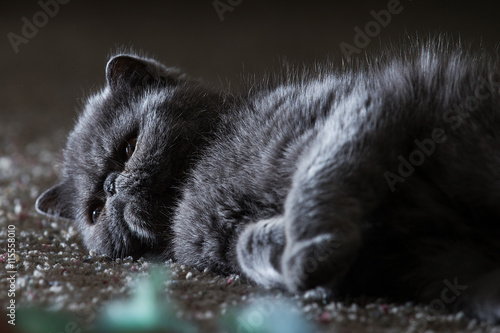 Grey Short Haired Persian Cat Buy This Stock Photo And Explore
