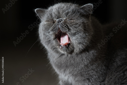 Grey Short Haired Persian Cat Buy This Stock Photo And Explore