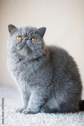 Grey Short Haired Persian Cat Buy This Stock Photo And Explore