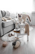 © Africa Studio - Color-point cat with scarf on white chair in living room