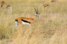 Thomson's Gazelle On Savanna In Africa