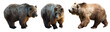 Set of 3 brown bears over white