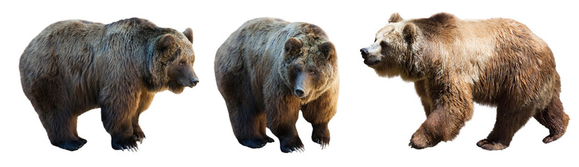 set of 3 brown bears over white