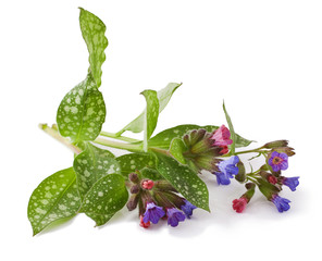 Lungwort medicinal (Pulmonaria officinalis) isolated on white