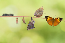 Autumn Leaf Butterfly Life Cycle