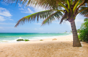 Wall Mural - tropical beach with coconut palm
