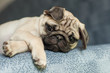 © liza_m - Funny looking pale pug puppy