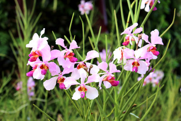 Sticker - Orchid pink flower