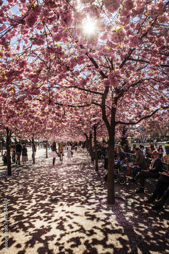 Sweden, Stockholm, Kungstradgarden, Cherry blossom Plakat