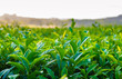 green tea leaves in  field.