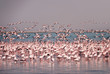 .Flamingo birds in the lake Nakuru, African safari, Namibia