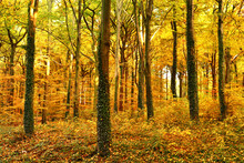 Autumn Forest With Sun And Copy Space. View Of An Autumn Forest. 