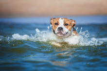 American Staffordshire Terrier Dog With Funny Face Swimming In The Sea