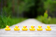 © MNStudio - Six rubber ducklings crossing the street