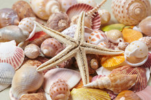 Nice Shells