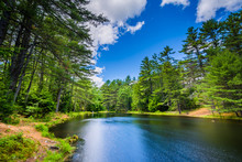 The Archery Pond At Bear Brook State Park, New Hampshire.