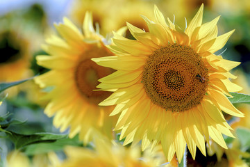 Wall Mural - sunflowers