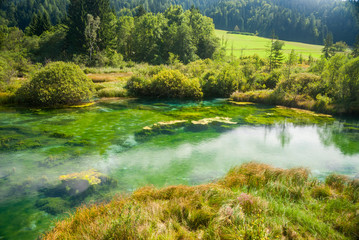  Zelenci - Sava river spring in forest