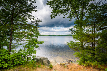 Sticker - Trees along the shore of Massabesic Lake, in Auburn, New Hampshi