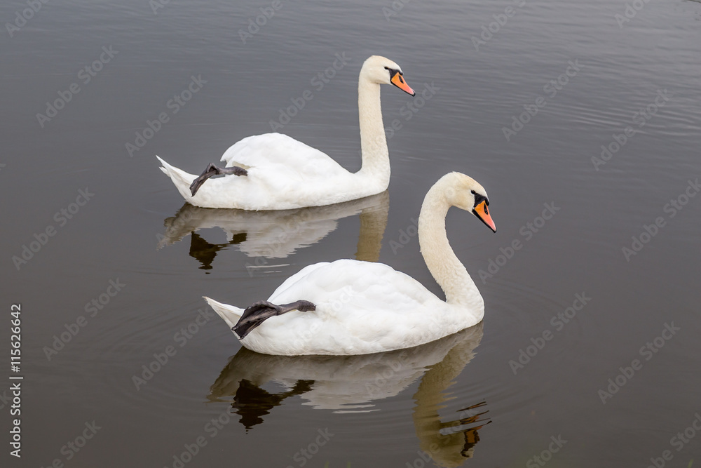 Swan Mating Rituals Synchronous swans couple bracing their legs upwards from the pond as a ...