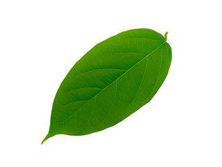 oval fresh leaf on isolate white background.