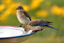 A Juvenile Eastern Bluebird Gets A Drink At The Bird Bath.
