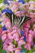 Rhesus Swallowtail Butterfly, Graphium Rhesus