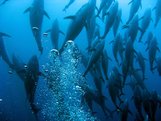 Wall Mural - Tuna in a tuna trap