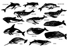 Set Of Hand Drawn Dolphins And Whales. Bottlenose Dolphin, Harbour Porpoise, Ganges River, Risso's, Blue, Humpback, Killer, Gray, Bowhead, Fin, Sperm Whales, Narwhal. Silhouettes Isolated On White.