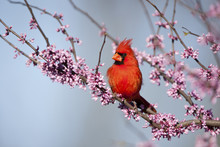 Northern Cardinal (Cardinalis Cardinalis) Male In Eastern Redbud (Cercis Canadensis) In Spring, Marion, Illinois, USA.