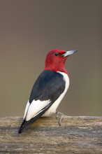 Red-headed Woodpecker (Melanerpes Erythrocephalus) On Fence Marion Co. IL