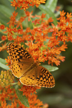 Great Spangled Fritillary (Speyeria Cybele) On Butterfly Milkweek (Asclepias Tuberosa) Reynolds Co. MO