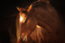 Portrait Of Brown Foal In Soft Light