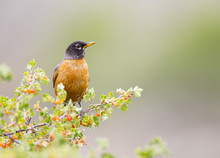 USA, Wyoming, Sublette County, An American Robin Sits In A Current Bush With Berries.
