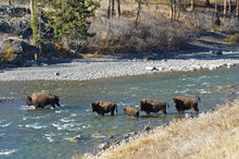 American Bison (bison Bison) Ford The Lamar River In Yellowstone National Park.