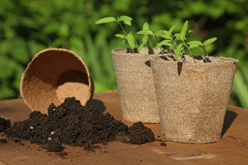 Poster - Semis de tomates dans des pots en tourbe