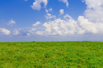  green grass field and bright blue sky