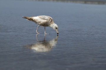 Herring Gull walks on the beach searching for food.