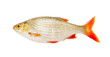 Fish rudd isolated on white background