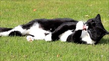 Black White Cat Washing Itself On Grass
