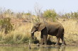 African bush elephant, Loxodonta africana