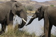 Nawwwhhhhh! I don't want a girlfriend. African bush elephant, Lo