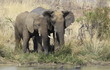 Togetherness. African bush elephant, Loxodonta africana at Pilan