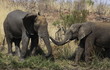 African bush elephant, Loxodonta africana at Pilanesberg Nationa