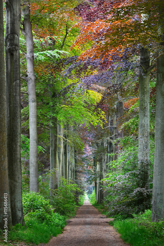 Naklejka na drzwi Walkway in a green Spring beech forest in Leuven, Belgium